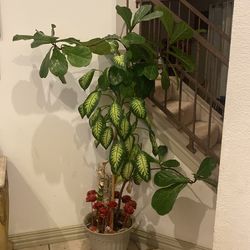 Beautiful flower mix two kinds