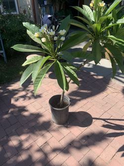 Plumeria