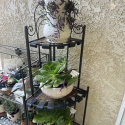 Beautiful Succulents 