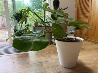 Monstera