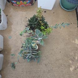 Mixed Succulents 
