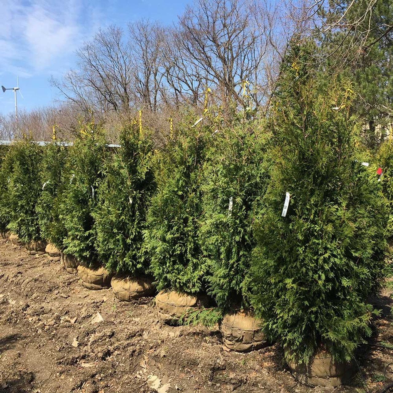 Privacy Tree Sale FREE DELIVERY! Emerald Green & Green Giants