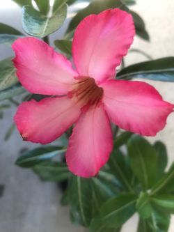 🌸 Desert Rose 🌸