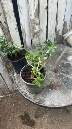 Free jade succulent