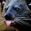 Bearcatty