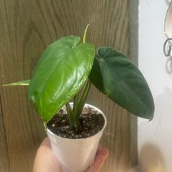 4” syngonium chiapense