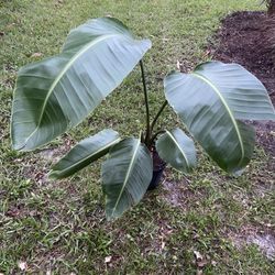 Indoor Or Outdoor Plant