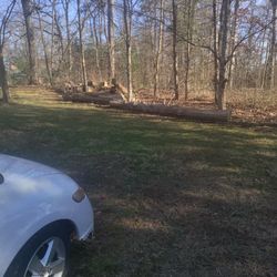 4 Large Red Cedar Logs Free1st 3rd