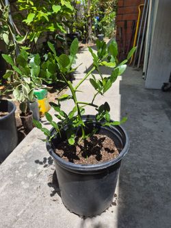 Kaffir Lime Tree