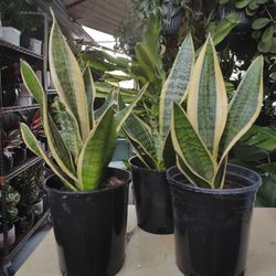 Snake Plants