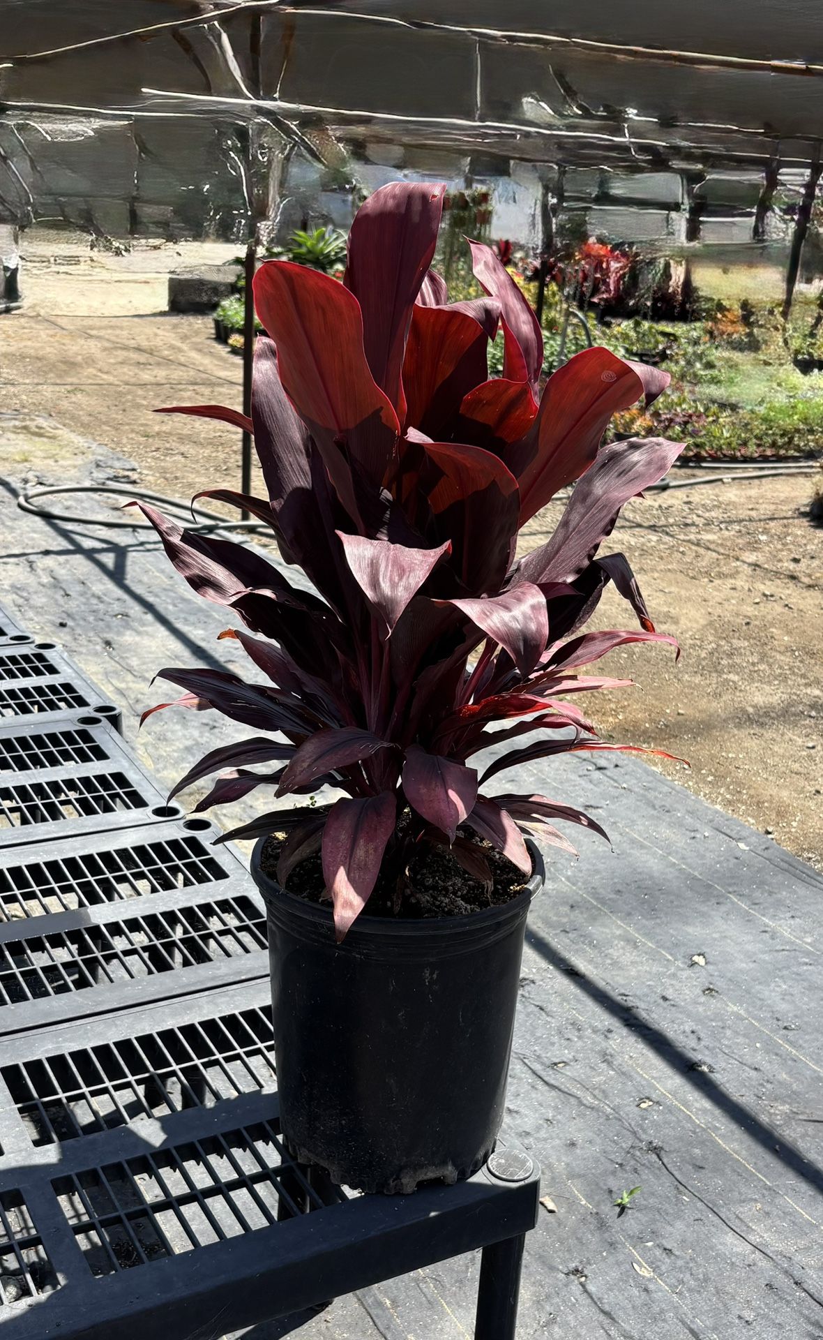 TI Plant