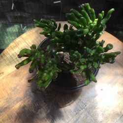 LARGE SUCCULENT PLANT 🪴, “SHREK’S EARS”  6” POT