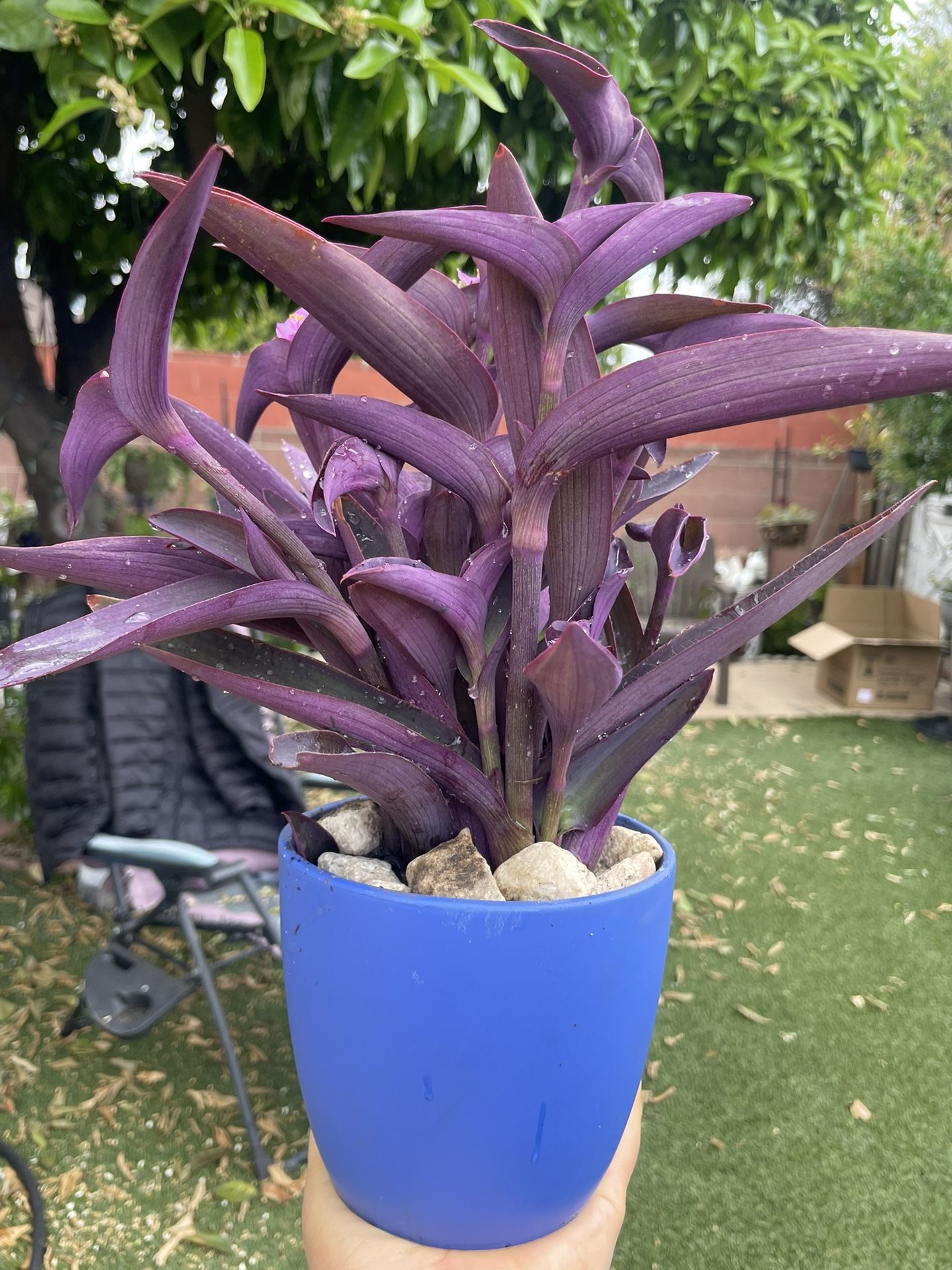 Very Beautiful Purple 💜plants In A Beautiful Pot 