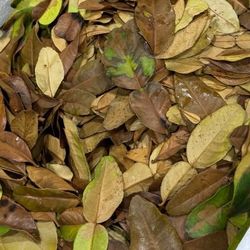 Kaffir Lime Leaf Still Good For sauna Not Edible