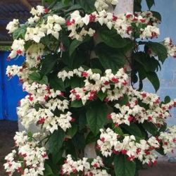 LIVE PLANT 3ft Clerodendrum thomsoniae White Bleeding Heart Vine