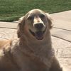 Brian