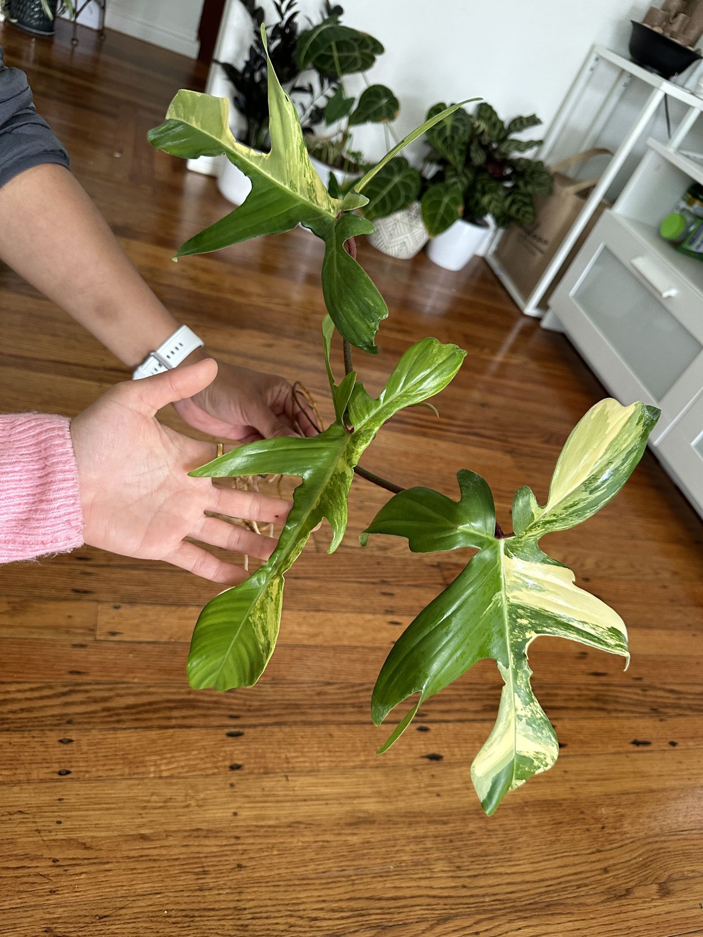 Philodendron Florida Beauty Plant (Recently Imported)
