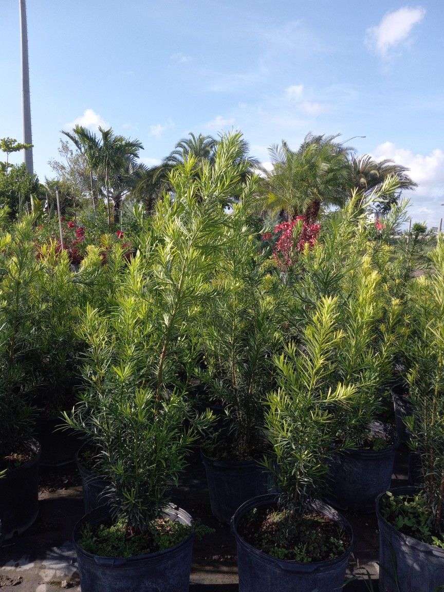Podocarpus 7gl 4.5'ft $19.00π‘