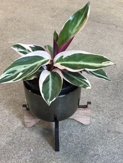 Stromanthe Triostar Plant In 4” Nursery Pot