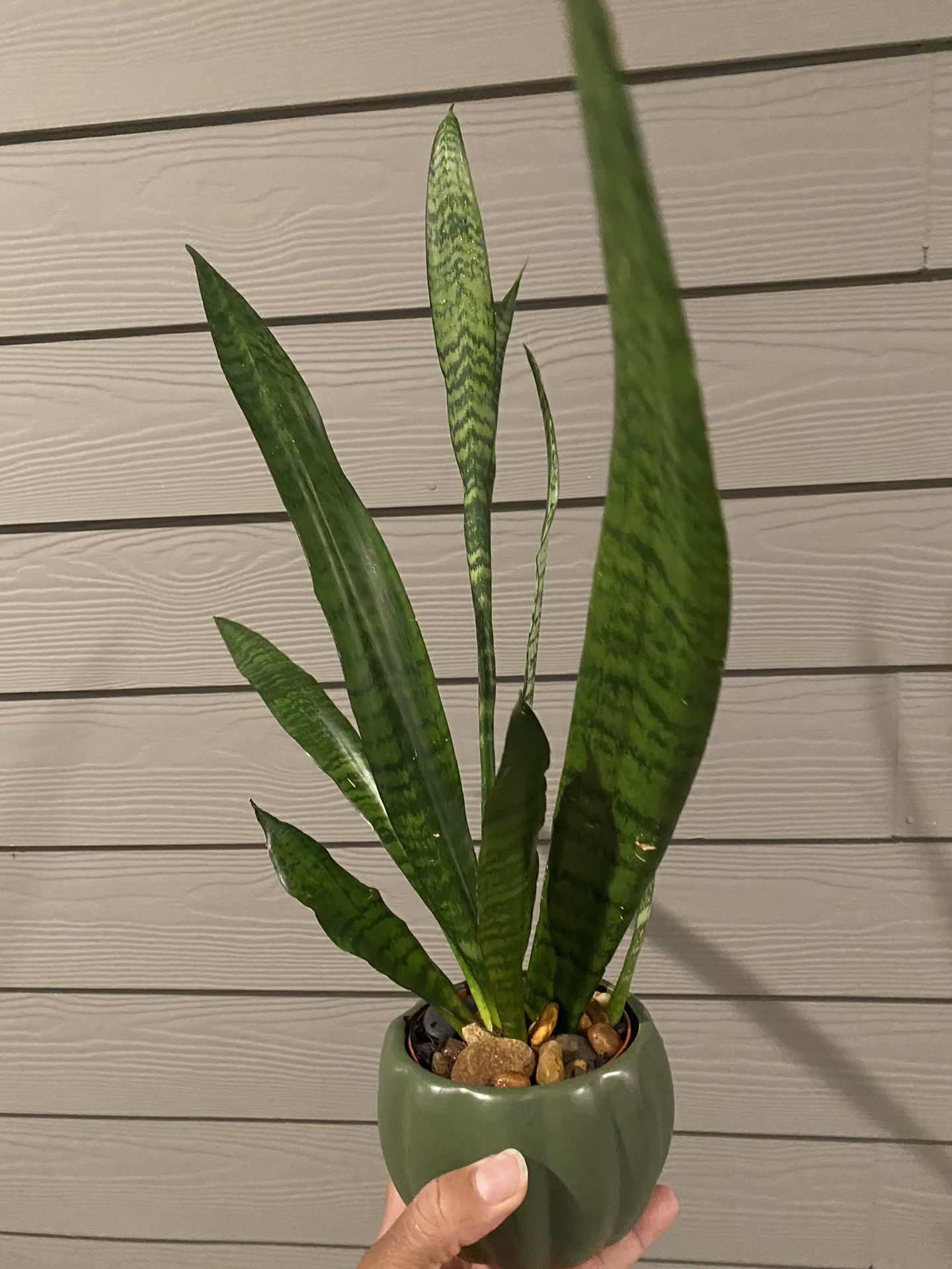 Zeylanica Snake Plant | 21” inches Tall | Air Purifying | Hardy, Drought Resistant | In Olive Ceramic Planter