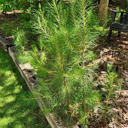 Pine Tree Seedlings. Some are 2-3 feet tall. Some smaller. 
Please bring containers. I will help dig them out. *** Cash 💸 only, please. Local pick-up
