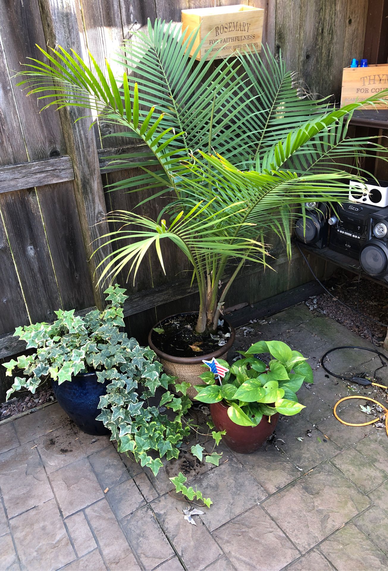 Outdoor/indoor plants with pots