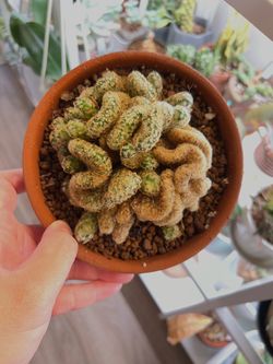 Mammillaria elongata cristata (brain cactus)