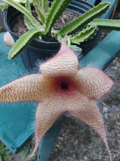 Start fish 🐠 stafelia plant