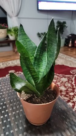 sansevieria They ar also highly-sought after for their air-purifying properties