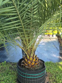 SYLVESTER PALM 30 GALLONS