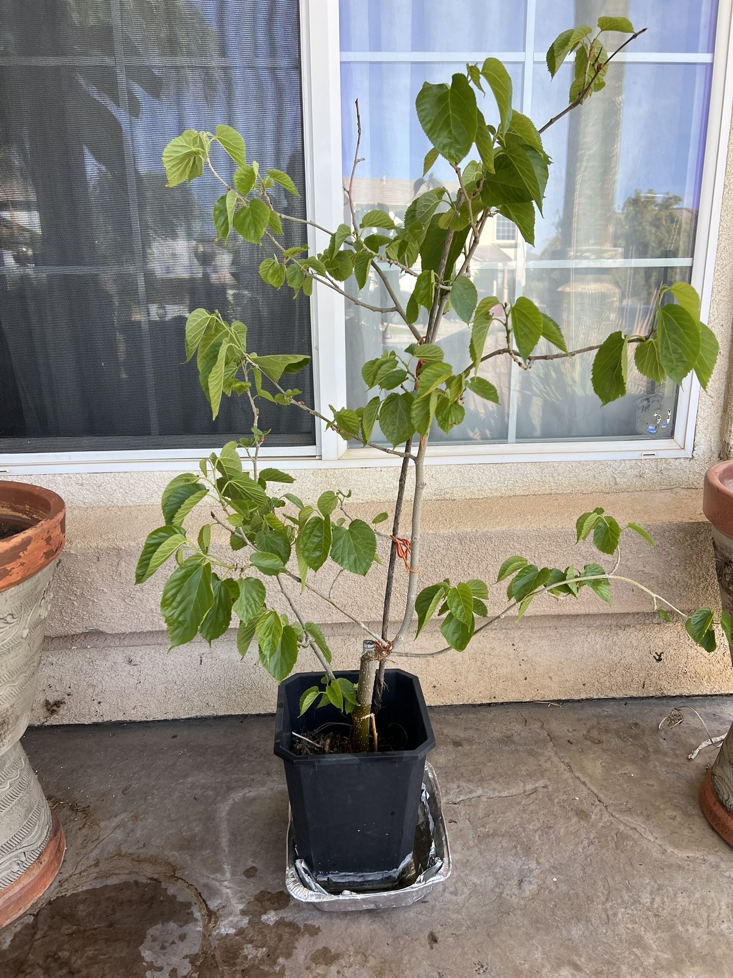 Pakistan Mulberry Tree