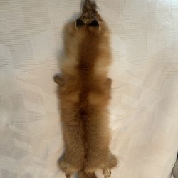 Authentic Red Fox Pelt – Purchased in Alaska