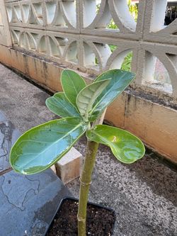 Crown Flower Plant