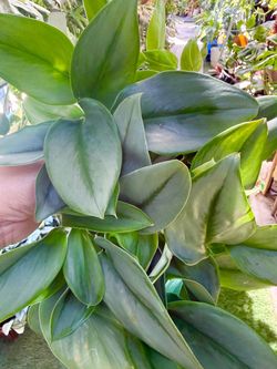 Plants (6”pot🌿Treubii Moonlight Scindapsus $15 each)