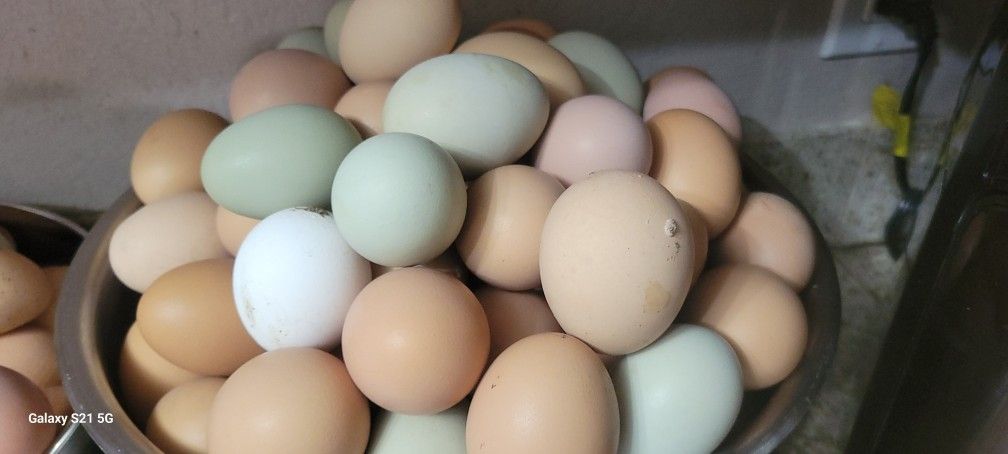 Fresh Eggs