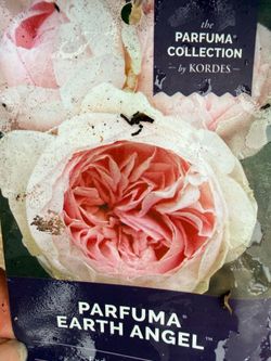 Kordes Parfuma Earth Angel Rose Plants