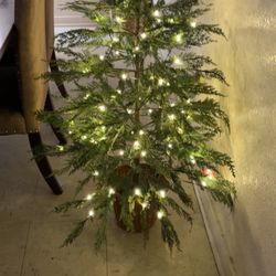 My Texas House Tree 🌲 