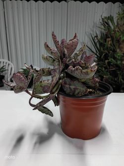 Kalanchoe humilis is a compact and highly decorative succulent, known for its fleshy leaves with a striking tiger-striped pattern in shades of purple