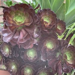 Succulents Plants 