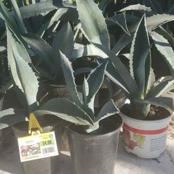 American Agave /$12. Magey Precio Vare De $8 A20$