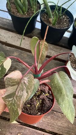 Philodendron pink princess zip95820