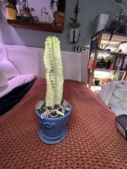 White Euphorbia
