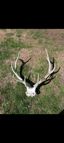 Elk Antlers