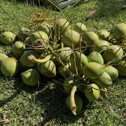 Coconuts (Fresh