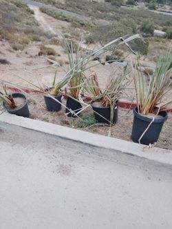 Plants