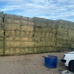 Alfalfa Hay 