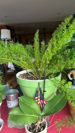 Potted fern Plant Healthy