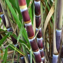 Purple Sugar Cane Plant