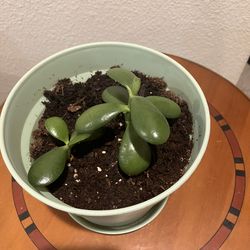 Jade Plant