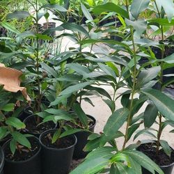 Java Plum Trees Grafted 1gallon 